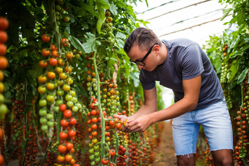 Farmer checking red cherry tomatoes harvest for collection in greenhouse