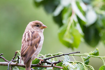 Spatz