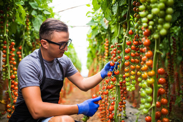 Young male man check the cherry tomatoes in greenhouse at family agriculture business