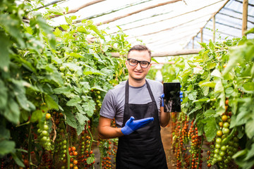 View of an attractive farmer in a greenhouse  with tomatoes using tablet
