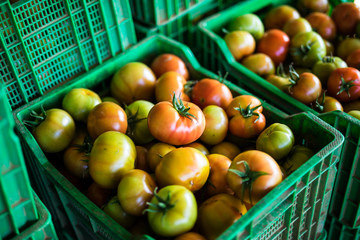 Harvest tomatoes tomato harvest tomatoes in green plastic boxes