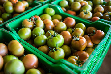 Fresh healthy tomatoes being stocked in plastic boxes