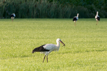 Stork collects food in a pasture