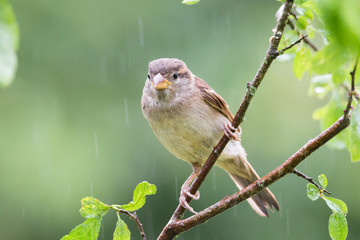 Spatz