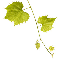 Grape leaves on the vine. Isolated on white background