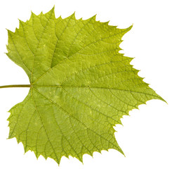 Naklejka na ściany i meble Grape leaves on the vine. Isolated on white background
