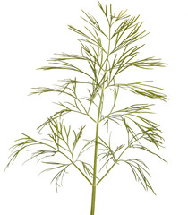 A branch of green dill. Isolated on white background