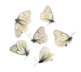 Aporia Crataegi Butterflies