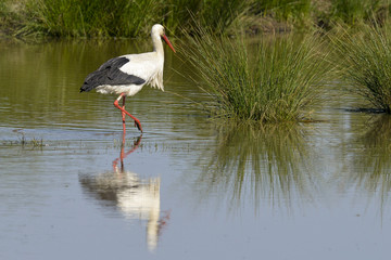 Cigogne blanche, nid, .Ciconia ciconia, White Stork