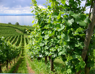 Fototapeta na wymiar Close up view of green grapes in Vineyards between Meersburg and Hagnau at the Lake Constance, Germany