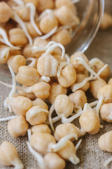 Chickpea sprouts over fabric material, ready to eat.
