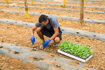 Farmer planting young seedlings of  cucumber in the vegetable garden