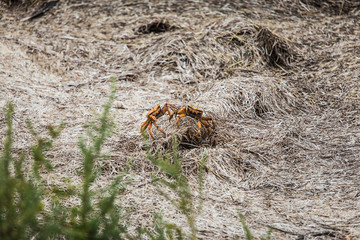 Ocean Crab on the beach