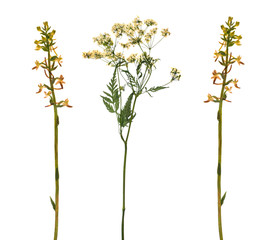 Pressed Dried Herbarium of Grass