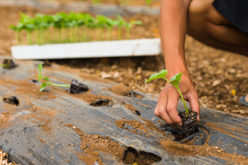 Planting a cucumber seedling in greenhouse
