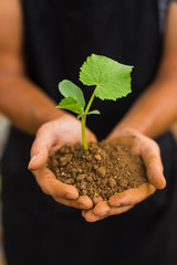 Dirty farmer hands holding  small young herbal sprout plant