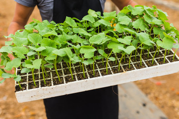 Young fresh seedling stands in plastic pots cucumber plantation cultivation of cucumbers in...