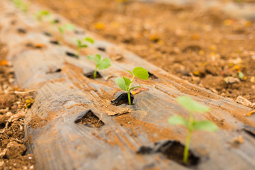 Seedling plants planted in greenhouse family business