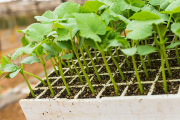 Young fresh seedling stands in plastic pots cucumber plantation cultivation of cucumbers in greenhouse. Green cucumber seedling on tray