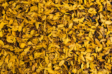 Autumn leaves texture