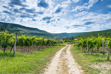 Fototapeta na wymiar Empty road in vine plantation in Slovenia countryside