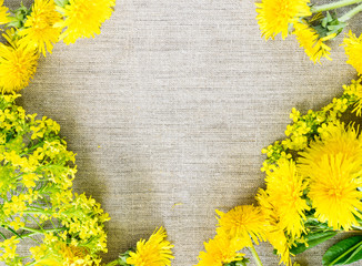 Yellow Dandelion Flowers Background