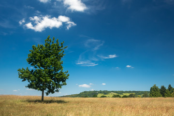 Fototapeta na wymiar Lone tree looking towards hills with blue sky