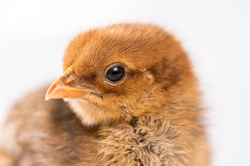 Small young little brown chicken isolated over white background.