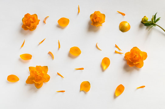 Orange Petals of Flowers