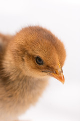 Small young little brown chicken isolated over white background.