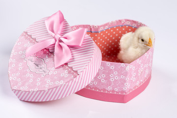 Little baby chicken in the heart shaped box isolated over white