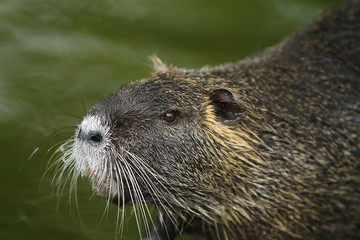 Portr&auml;t eines Nutria,  Myocastor coypus