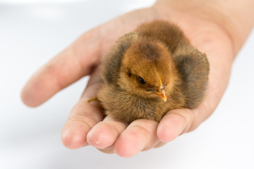 Little brown baby chicken in the hand above white background.