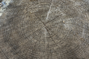 Fototapeta premium wood