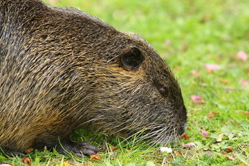 Porträt eines Nutria,  Myocastor coypus