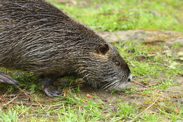 Porträt eines Nutria,  Myocastor coypus