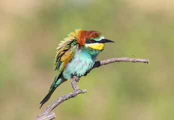 Bee eater