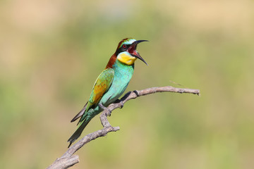 Bee eater