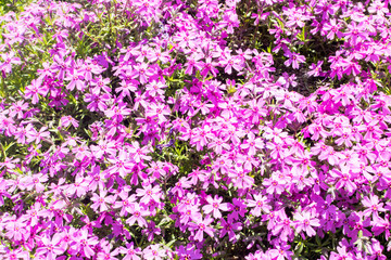 Moss pink or mountain phlox