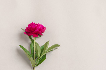 One purple peony. Background / template for design.