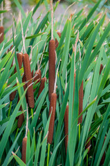 Bulrush plants in the swamp © ivanaculafic
