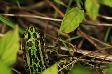 Spotted Grass Frog