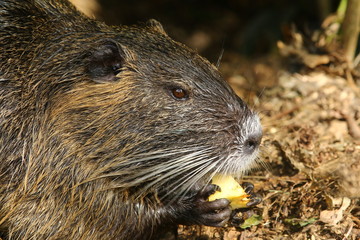 Porträt eines Nutrias, Myocastor coypus