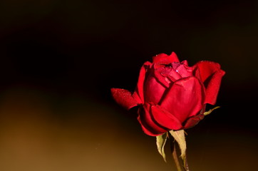 Róża (rose)