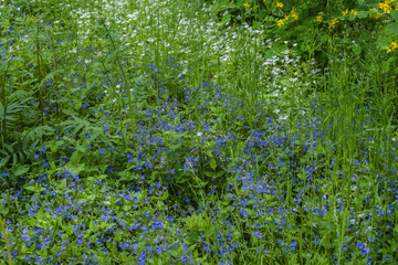 Blue and white flowers at meadow