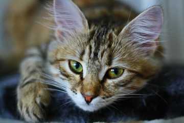 Cute Finnish shorthair kitten