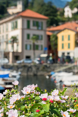 Flowers by the Como lake, Italy