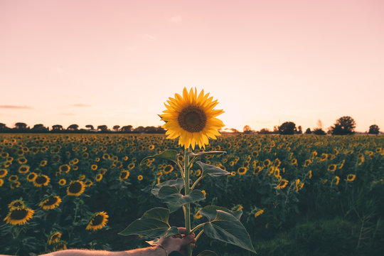 Mano che tiene un girasole di fronte al tramonto
