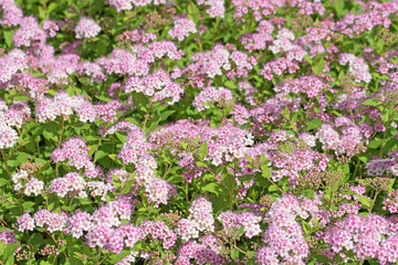 Spiraea bumalda, Spierstrauch, Blüten