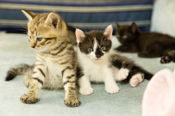 Kittens on blue couch